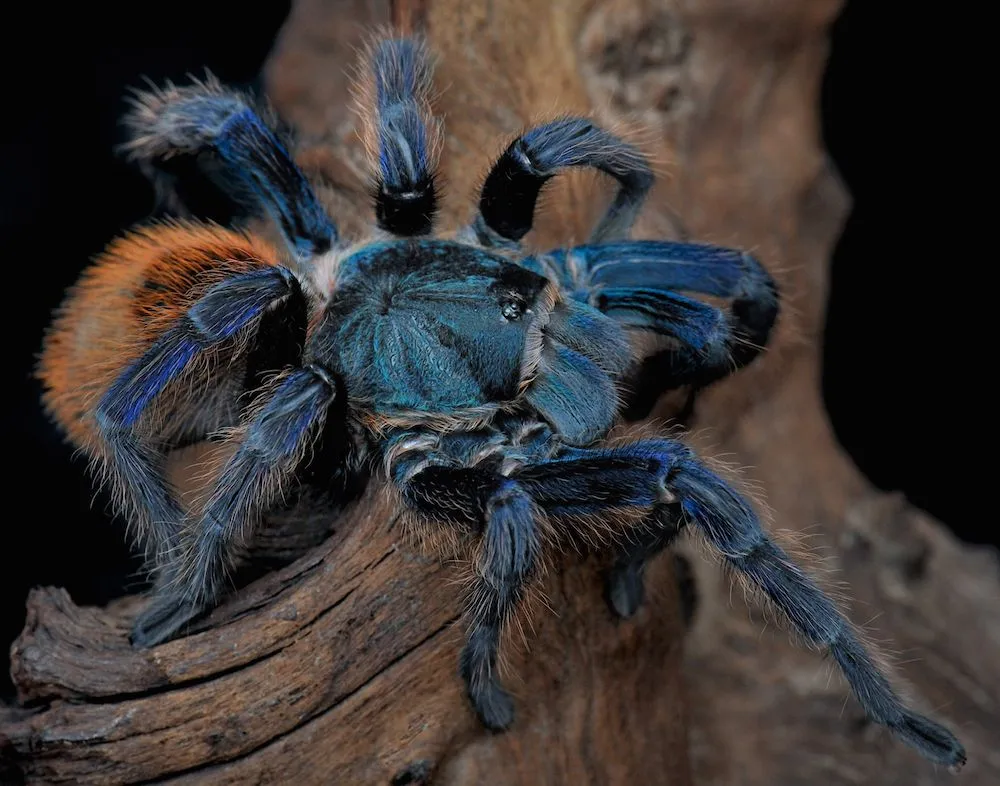 23177 blue tarantula close up