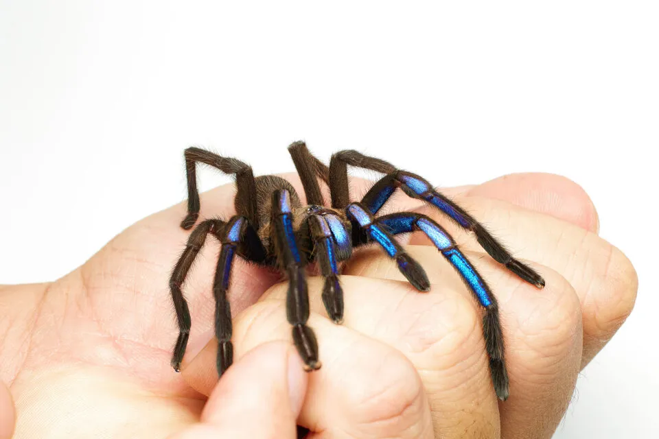 23177 blue tarantula conservation