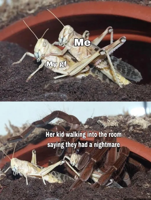 23179 animal crossing tarantula 4