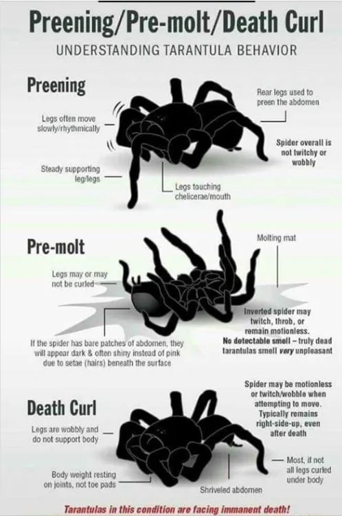 23180 new world tarantula