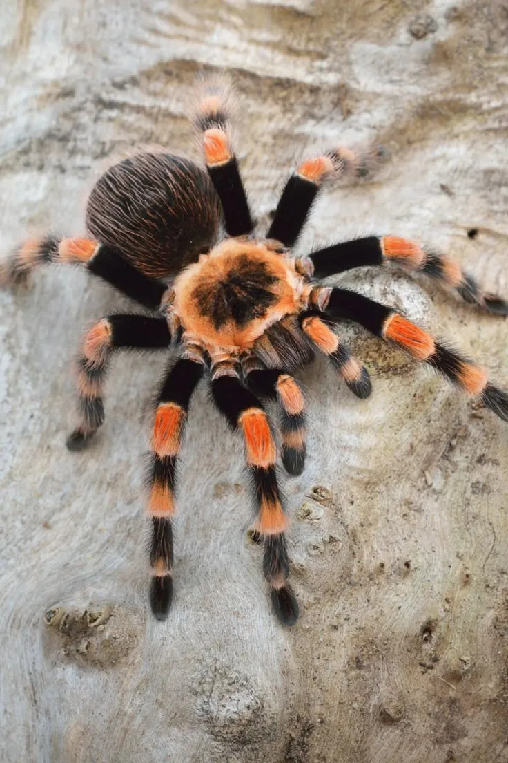 23180 tarantula care