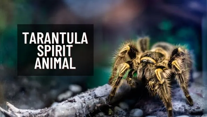 /img/23180-tarantula-conclusion.webp