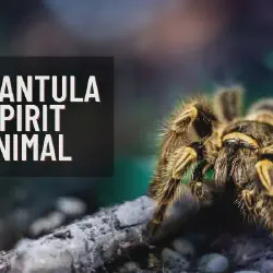 /img/23180-tarantula-conclusion.webp