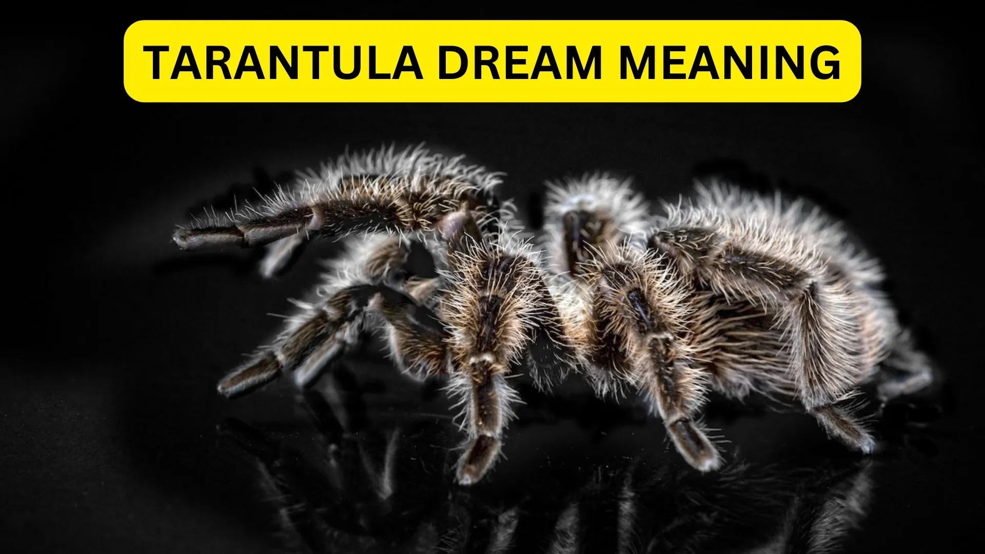 23180 tarantula species