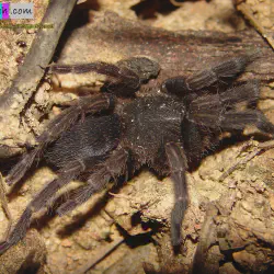 /img/23181-borneo-bateater-tarantula-appearance.webp