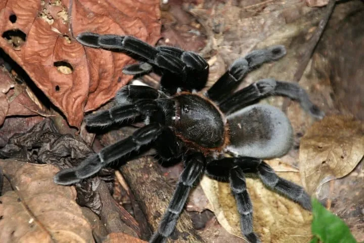 23181 borneo bateater tarantula close up