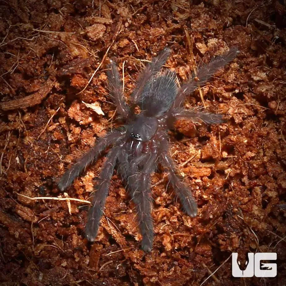 23181 borneo bateater tarantula habitat