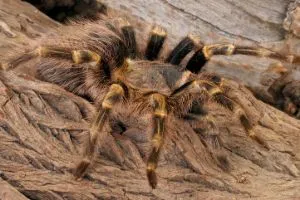 23182 chaco golden knee tarantula handling