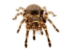 23182 chaco golden knee tarantula molting