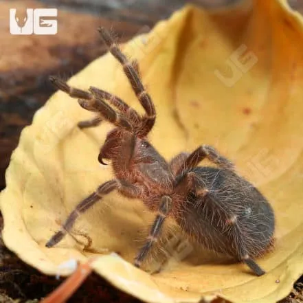 /img/23182-chaco-golden-knee-tarantula-spiderling.webp