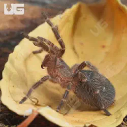 /img/23182-chaco-golden-knee-tarantula-spiderling.webp