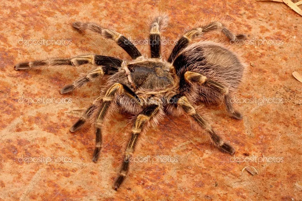 23182 chaco golden knee tarantula substrate