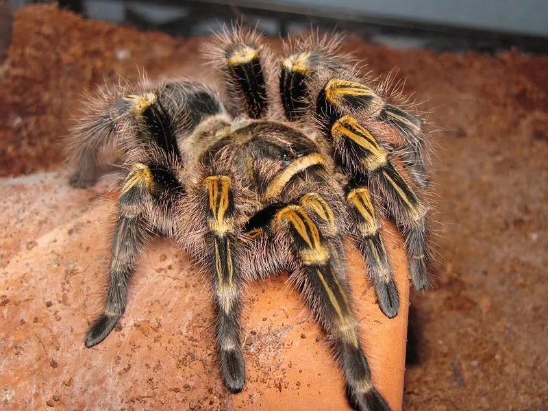 23182 chaco golden knee tarantula watering