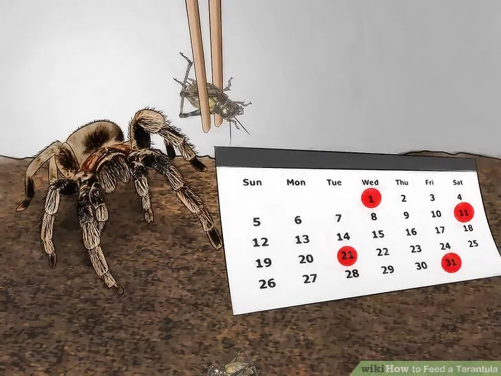 23183 baby tarantula molting