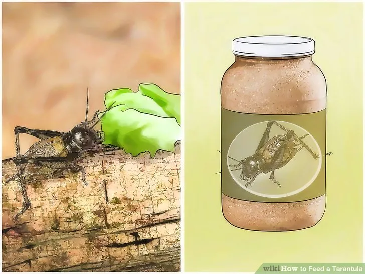 23183 baby tarantula prey