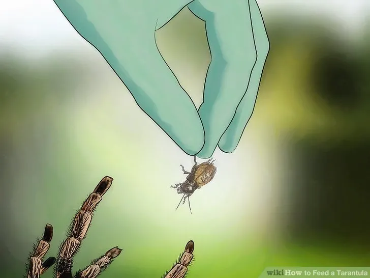 23183 tarantula substrate