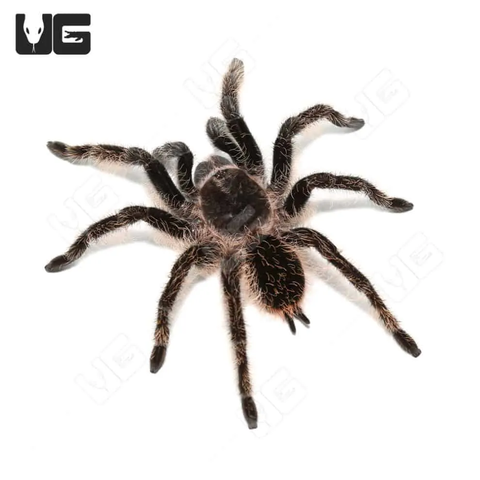 23184 curly hair tarantula molting