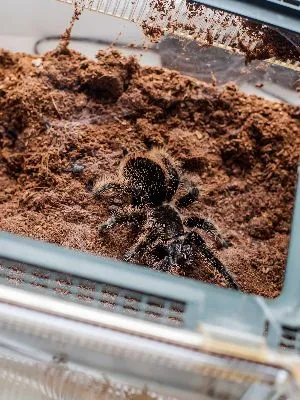 /img/23184-curly-hair-tarantula-substrate.webp