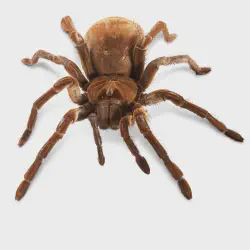 /img/23187-goliath-tarantula-conservation.webp