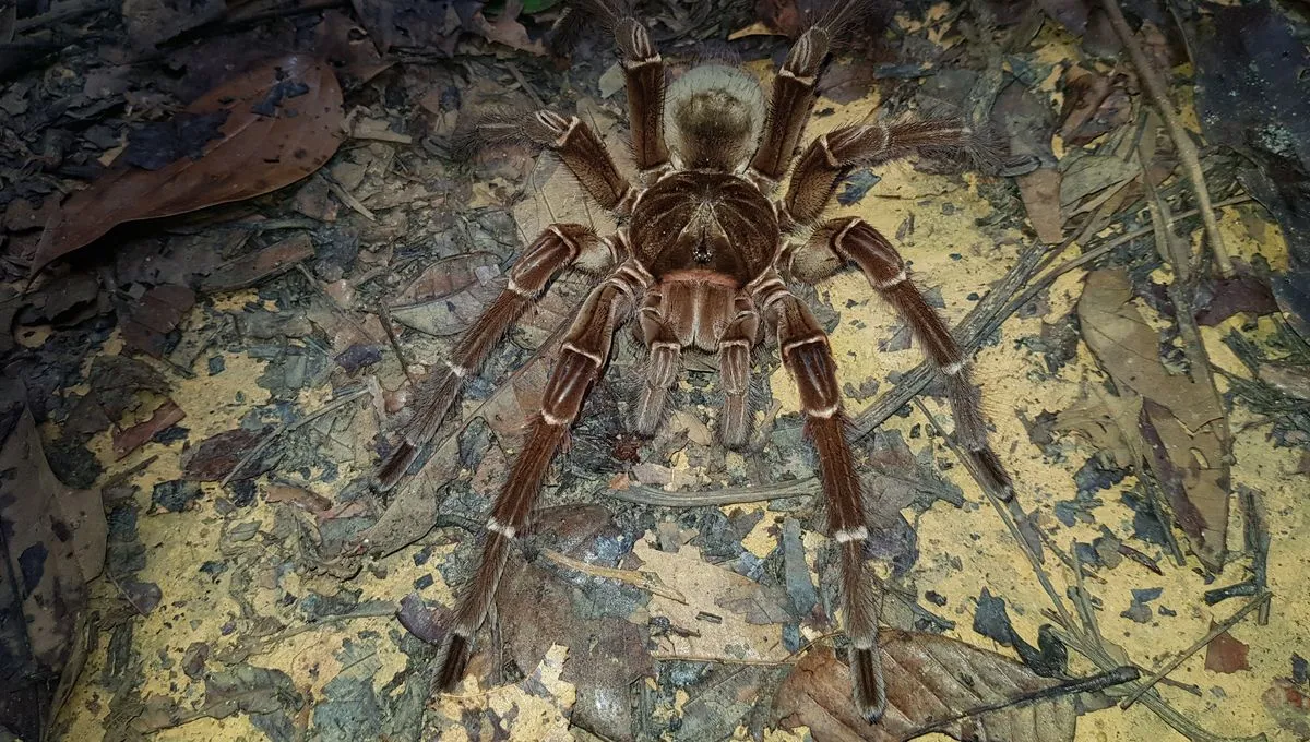 23187 goliath tarantula defensive pose