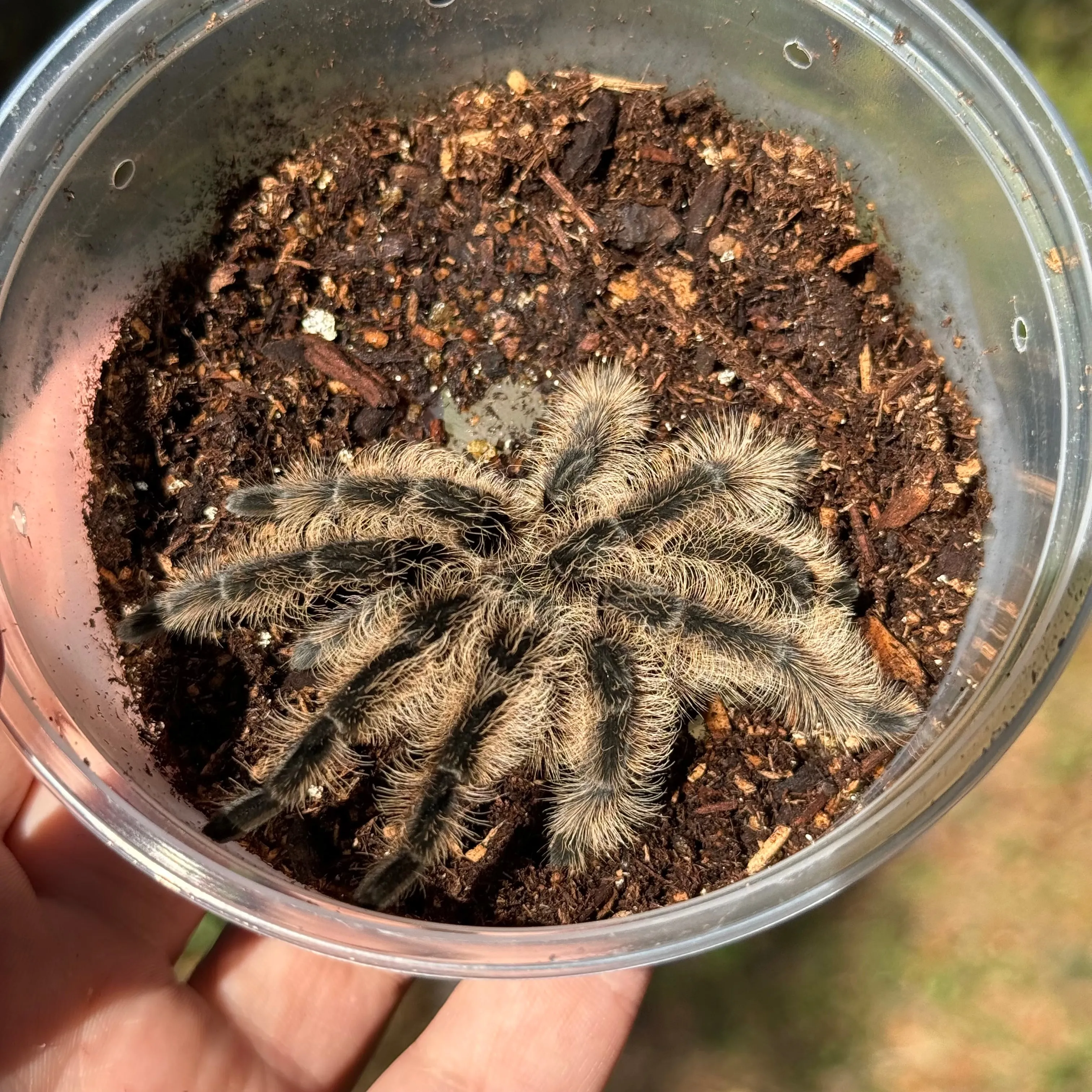 23189 tarantula habitat