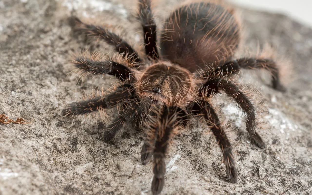 /img/23189-tarantula-health-check.webp