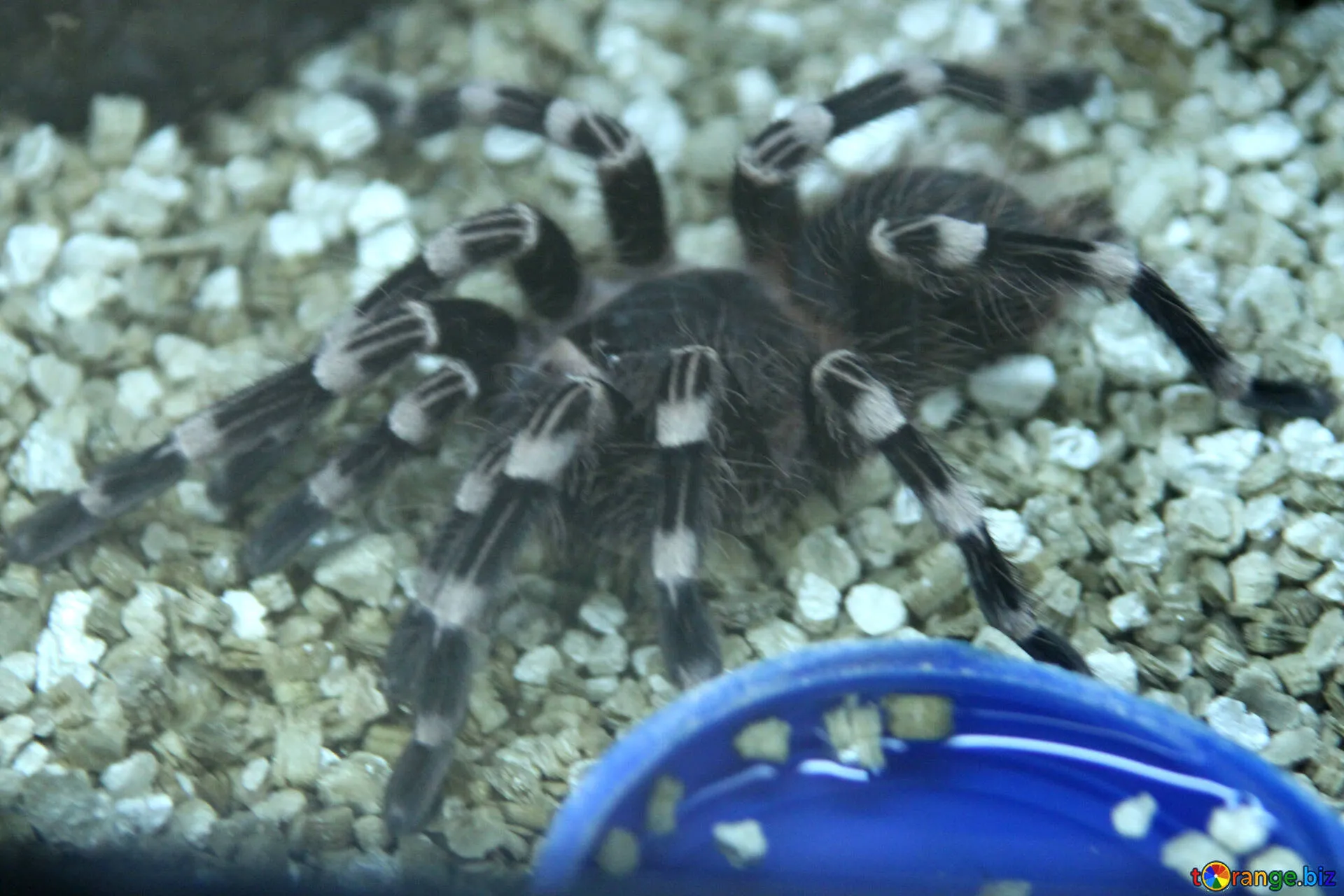 /img/23190-spider-tarantula-xyz-ecosystem.webp