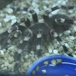 /img/23190-spider-tarantula-xyz-ecosystem.webp