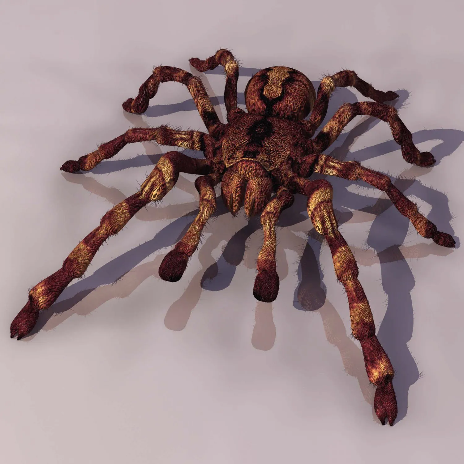 23190 spider tarantula xyz feeding