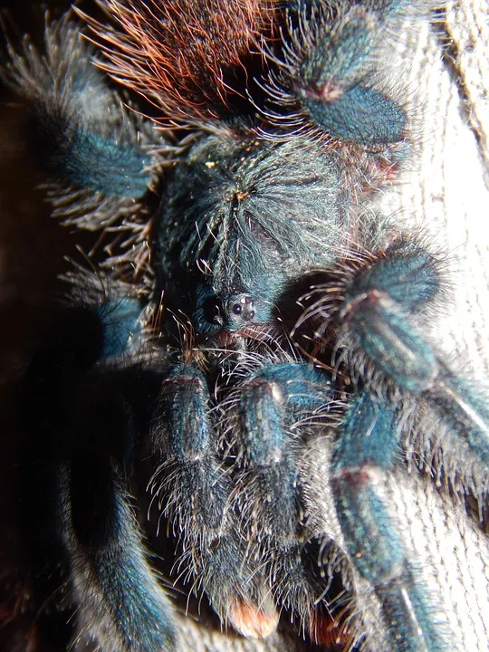 23190 spider tarantula xyz markings