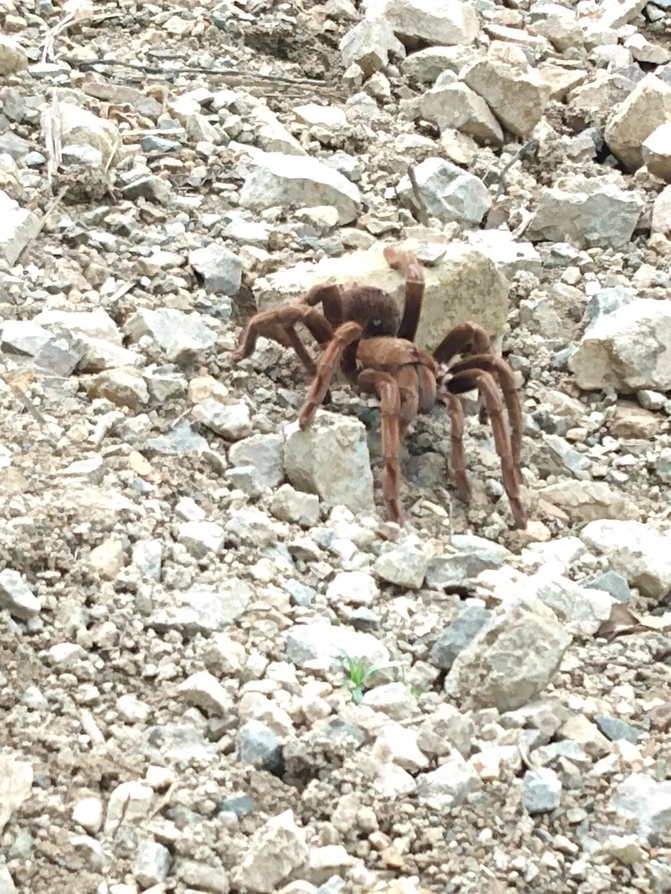 23190 spider tarantula xyz mating