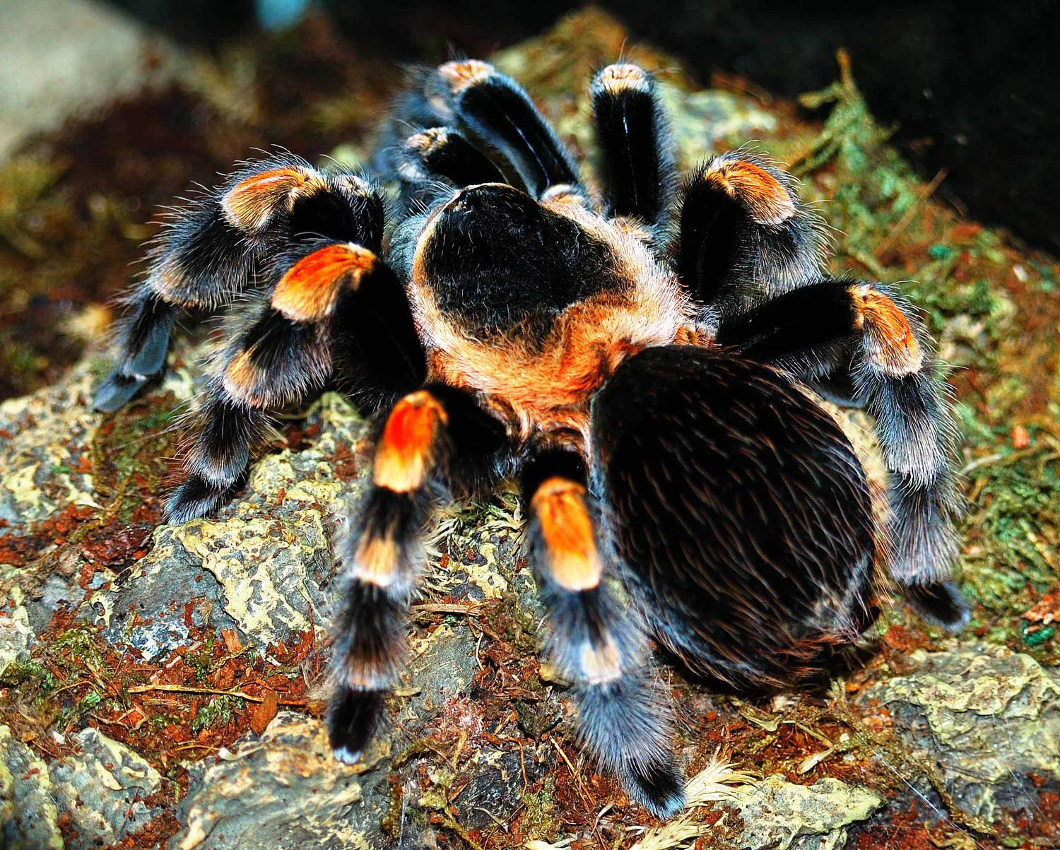 23192 online tarantula sellers