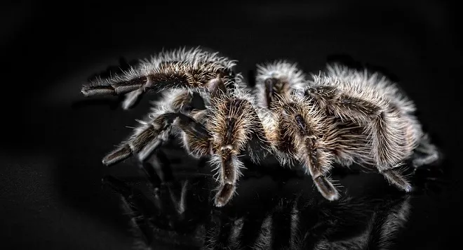 23194 tarantula arachnid