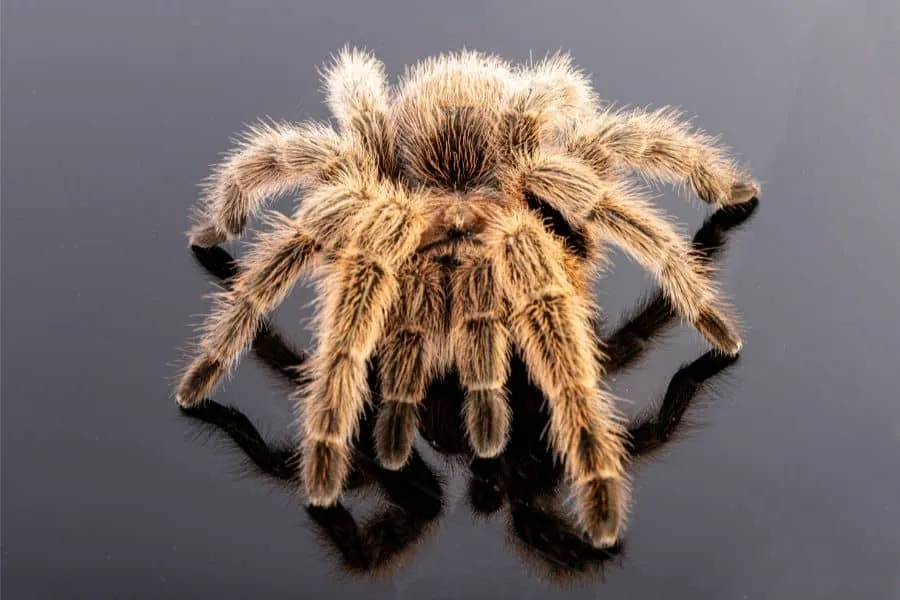 /img/23194-tarantula-handling.webp