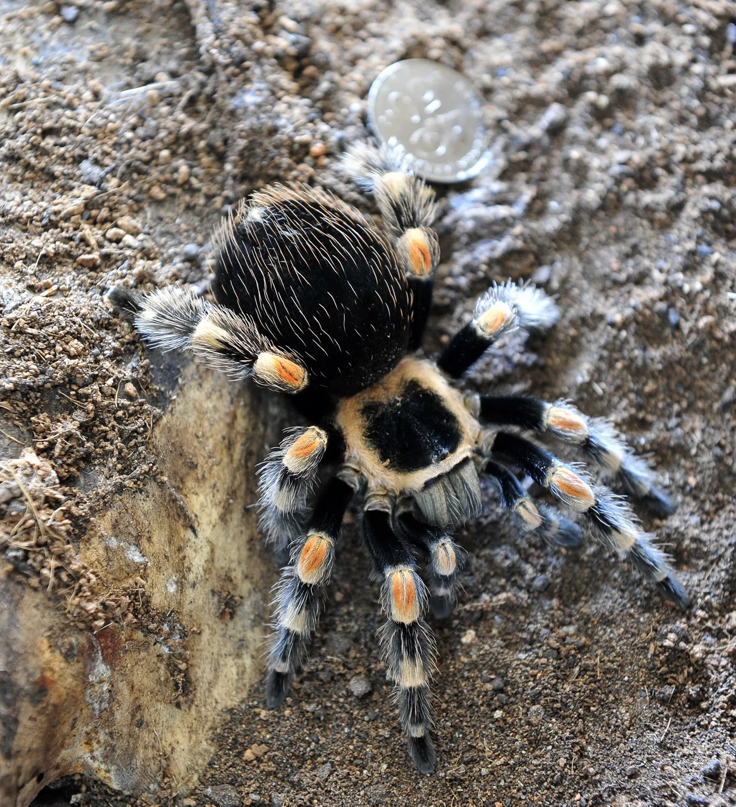/img/23199-red-knee-tarantula-female-breeding.webp