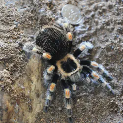 /img/23199-red-knee-tarantula-female-breeding.webp