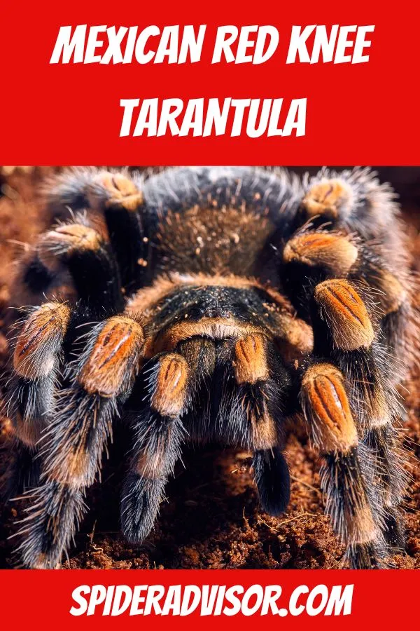 23199 red knee tarantula female molting