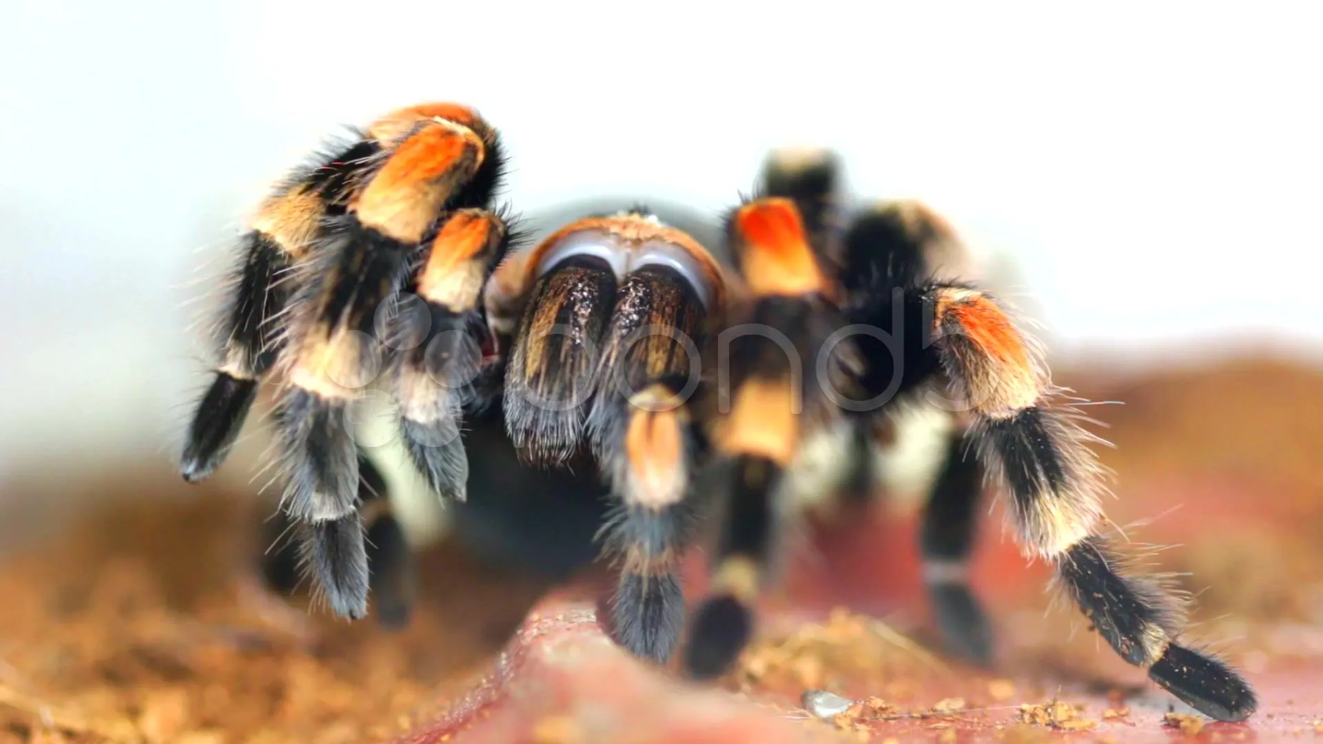 23199 red knee tarantula female size