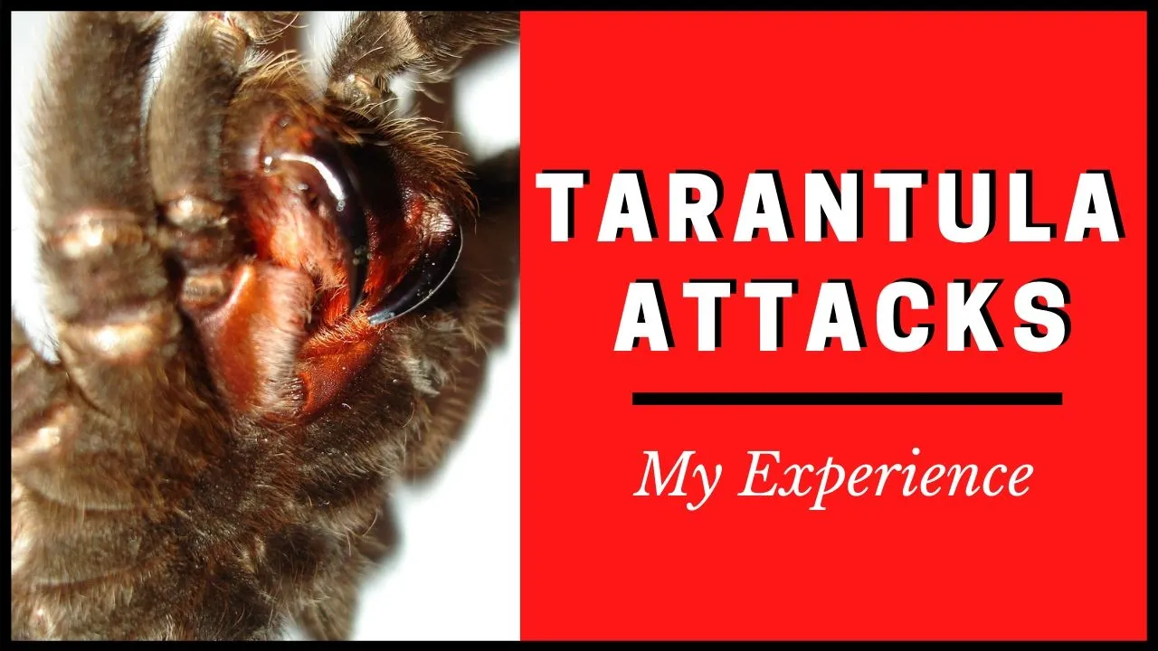 23205 aggressive tarantulas buying guide
