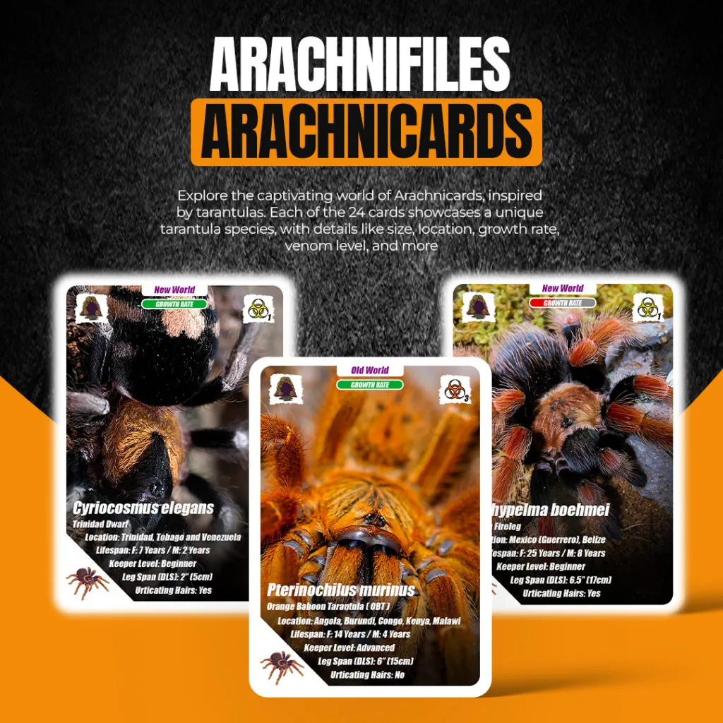 23205 brazilian white knee tarantula