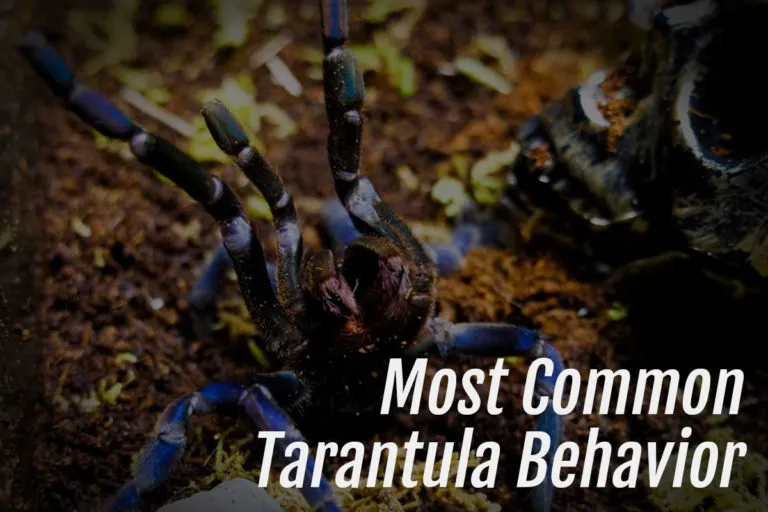 23205 cobalt blue tarantula
