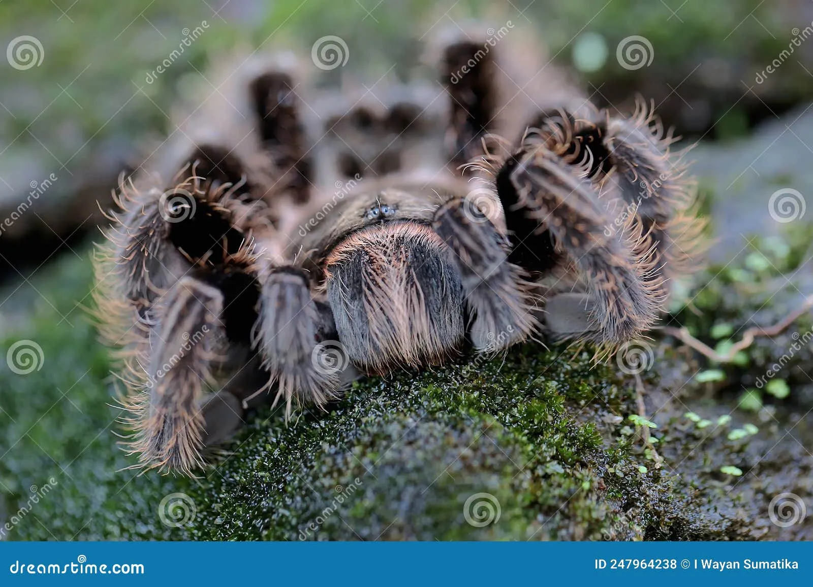 23205 costa rican zebra tarantula