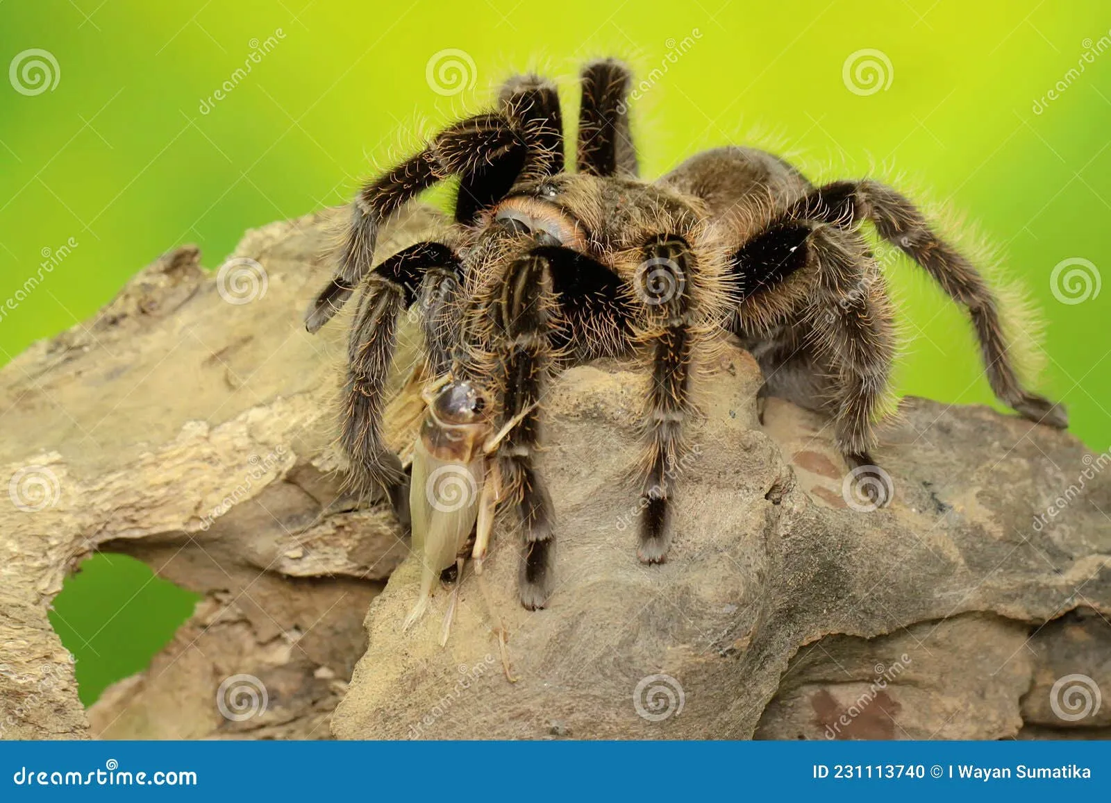 23205 indian ornamental tarantula