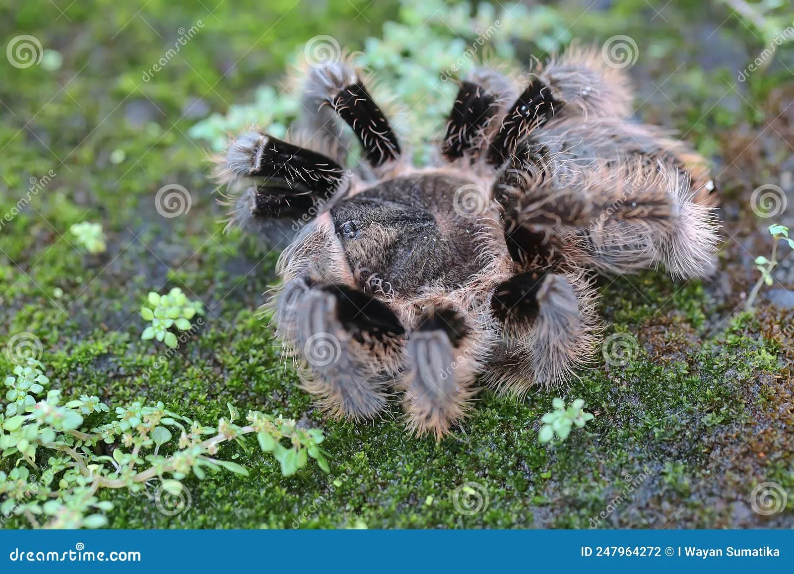 23205 mexican red knee tarantula