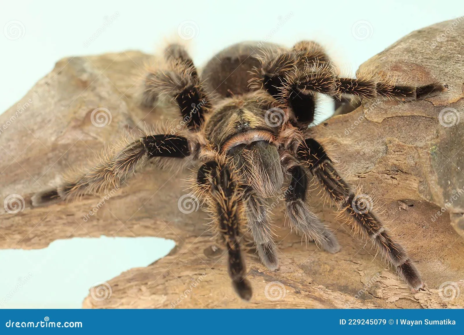 23205 tarantula enclosure setup