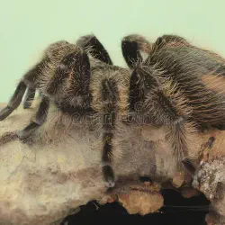 /img/23205-tarantula-handling-safety.webp