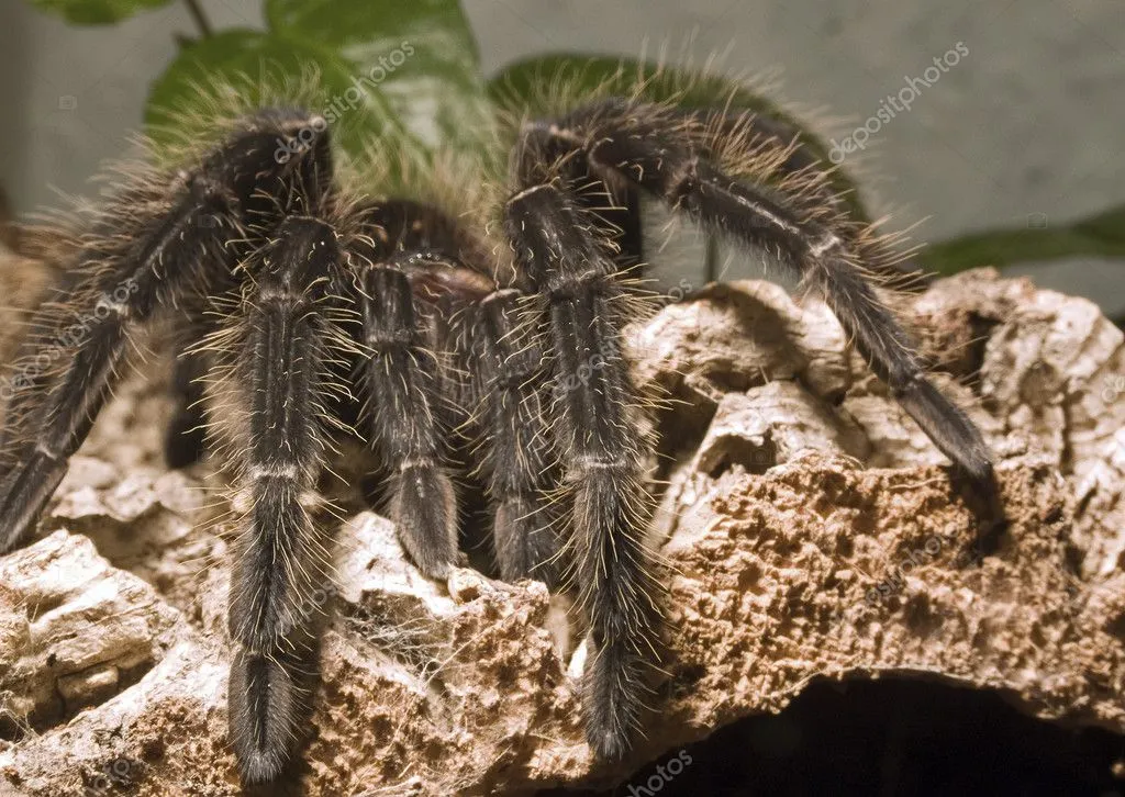 23206 tarantula drinking water