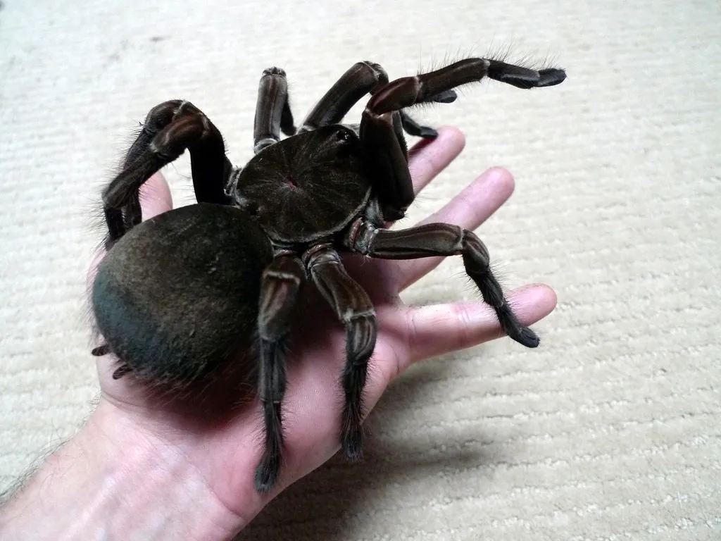 /img/23206-tarantula-habitat.webp