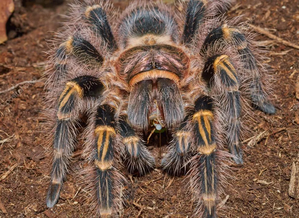 23206 tarantula species types