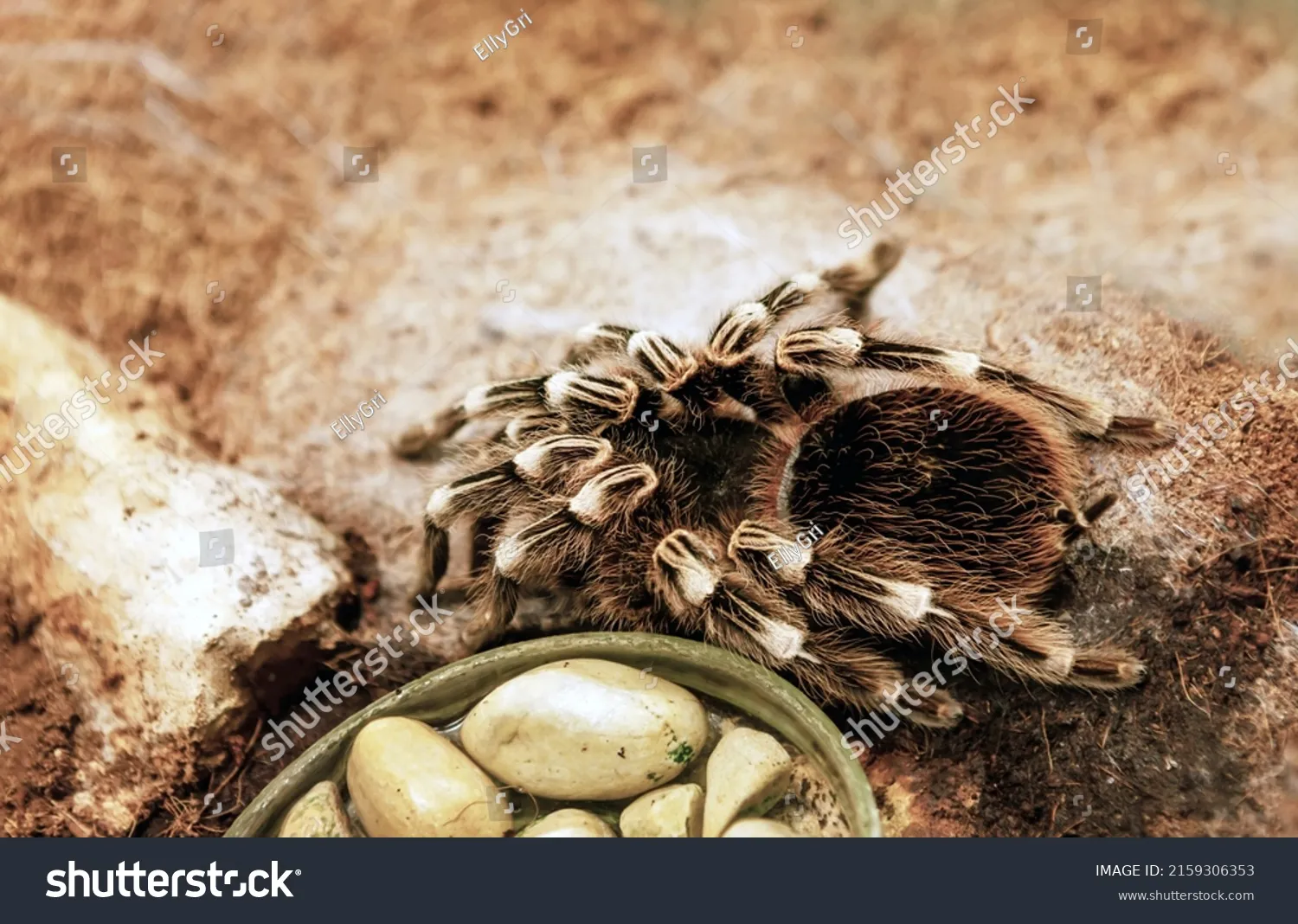 23206 tarantula with prey